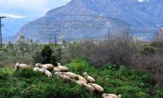 Καστοριά: Η αγωνία των κτηνοτρόφων στην καραντίνα -Πώς διανέμουν το γάλα, τι γίνεται με τα αιγοπρόβατα