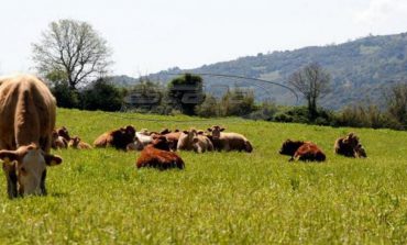 Παράταση για ένταξη στο Μέτρο 11 «Βιολογική Κτηνοτροφία»