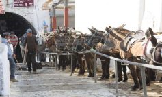 Ιδιοκτήτες γαϊδουριών επιτέθηκαν σε ακτιβιστές για τα δικαιώματα των ζώων