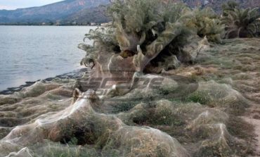 Λύθηκε το μυστήριο με το πέπλο αράχνης που «κατάπιε» βλάστηση στο Αιτωλικό