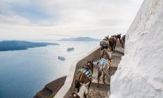 Η εκστρατεία για τα γαϊδουράκια στη Σαντορίνη που μας καλεί «να μπούμε στη θέση τους»